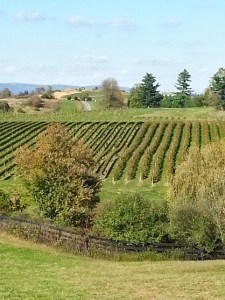 Barrel-Oak-Winery-Mid-Atlantic-Traveler